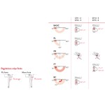 Justor CH Door Closer CE Marked for Fire Doors